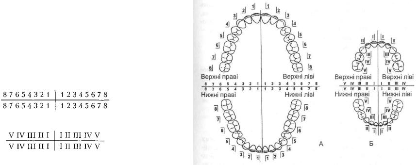 Карта челюсти человека