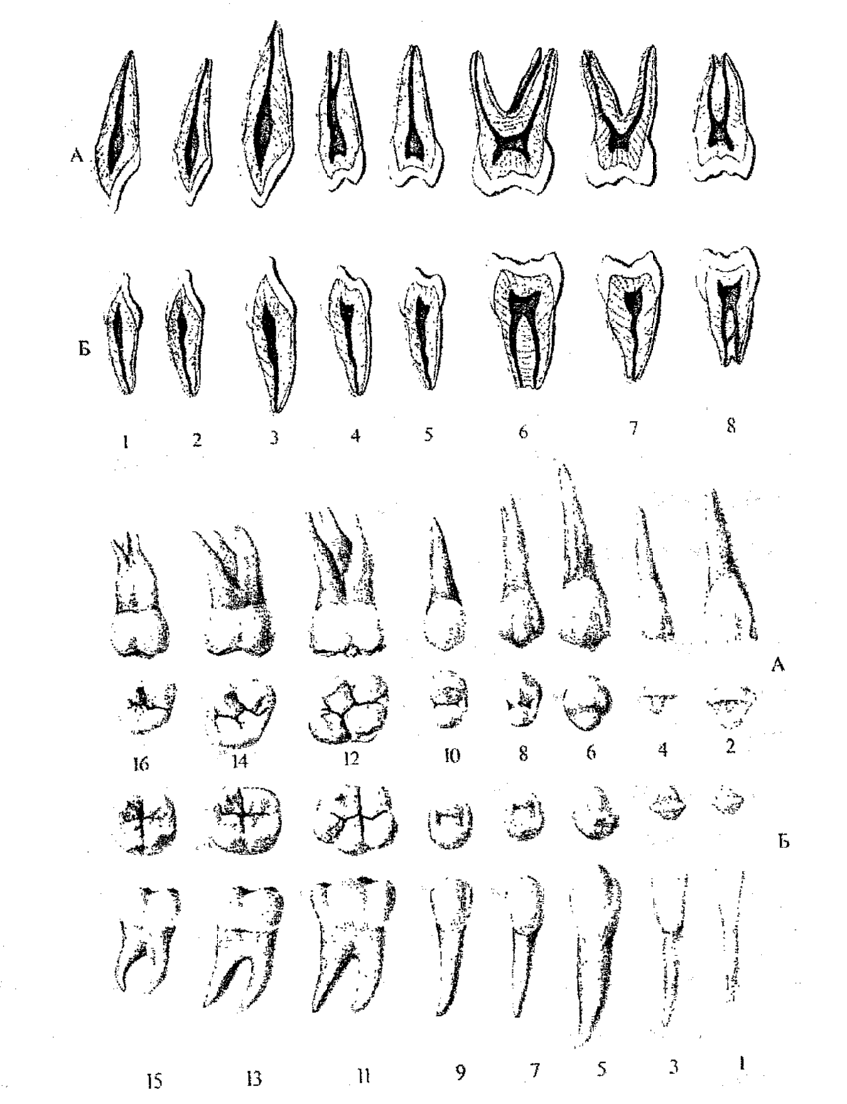 Зуб семерка верхний. Анатомия зубов верхней челюсти. Корни 6 зуба верхней челюсти.