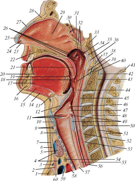Картинка строение горла человека