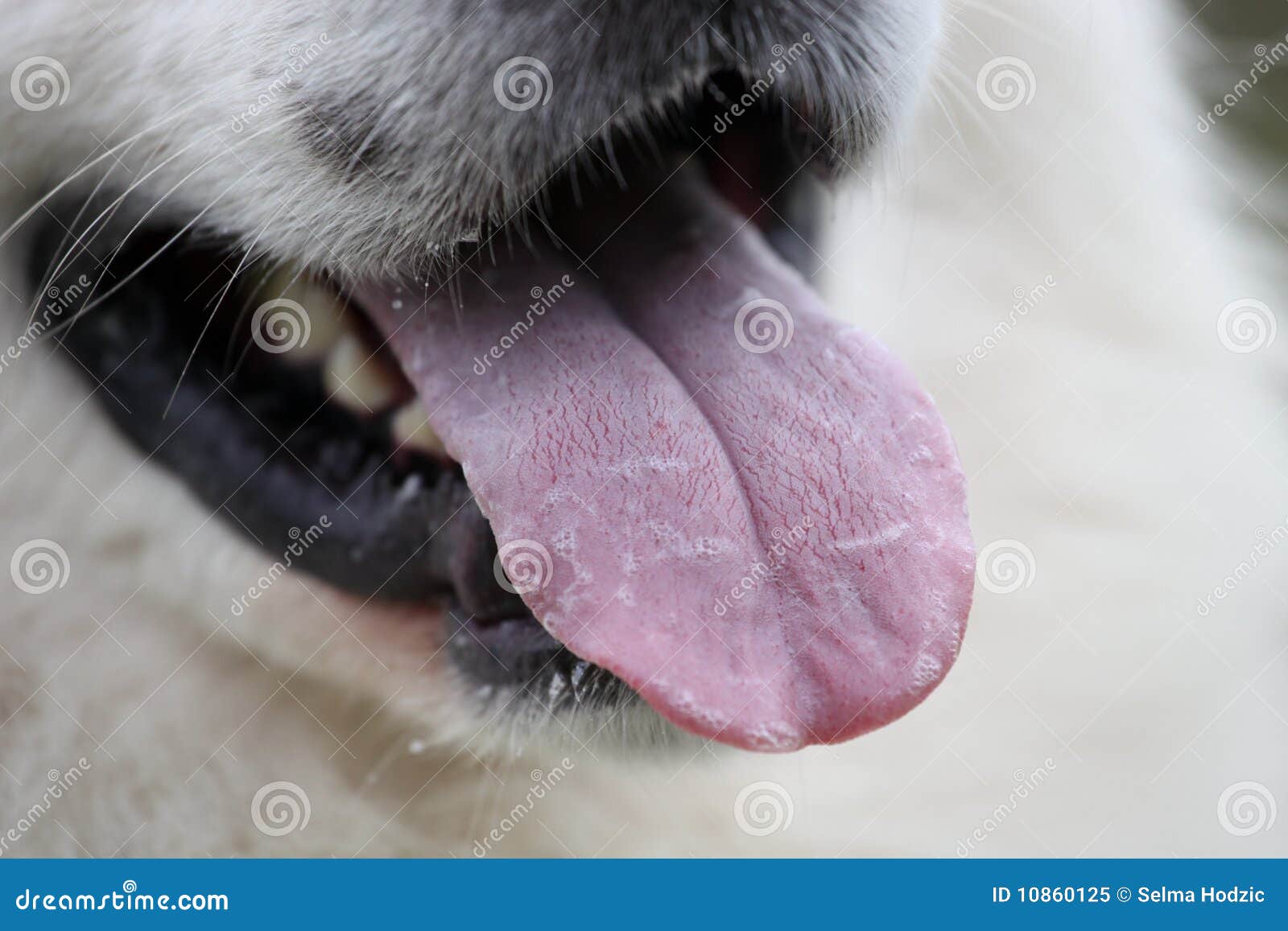 Синюшность языка у собаки