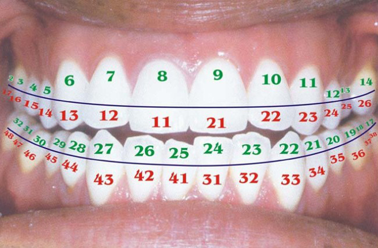 Нумерация зубов: 4 способа, придуманных стоматологами