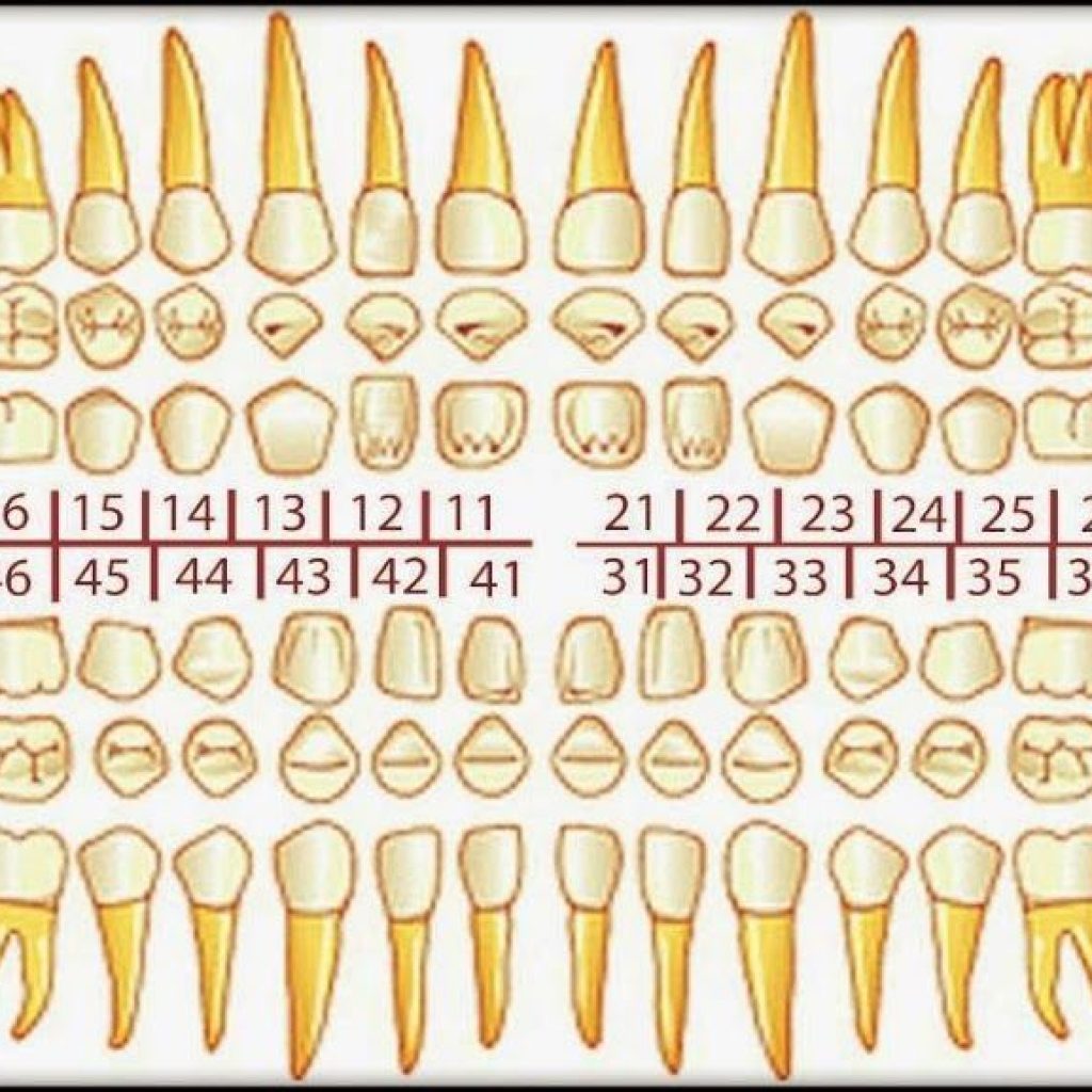счет зубов в стоматологии у взрослых фото