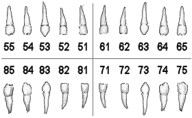 FDI Tooth Numbering System - chart for baby teeth
