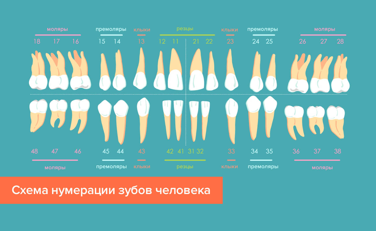 Схема нумерации зубов человека в картинках