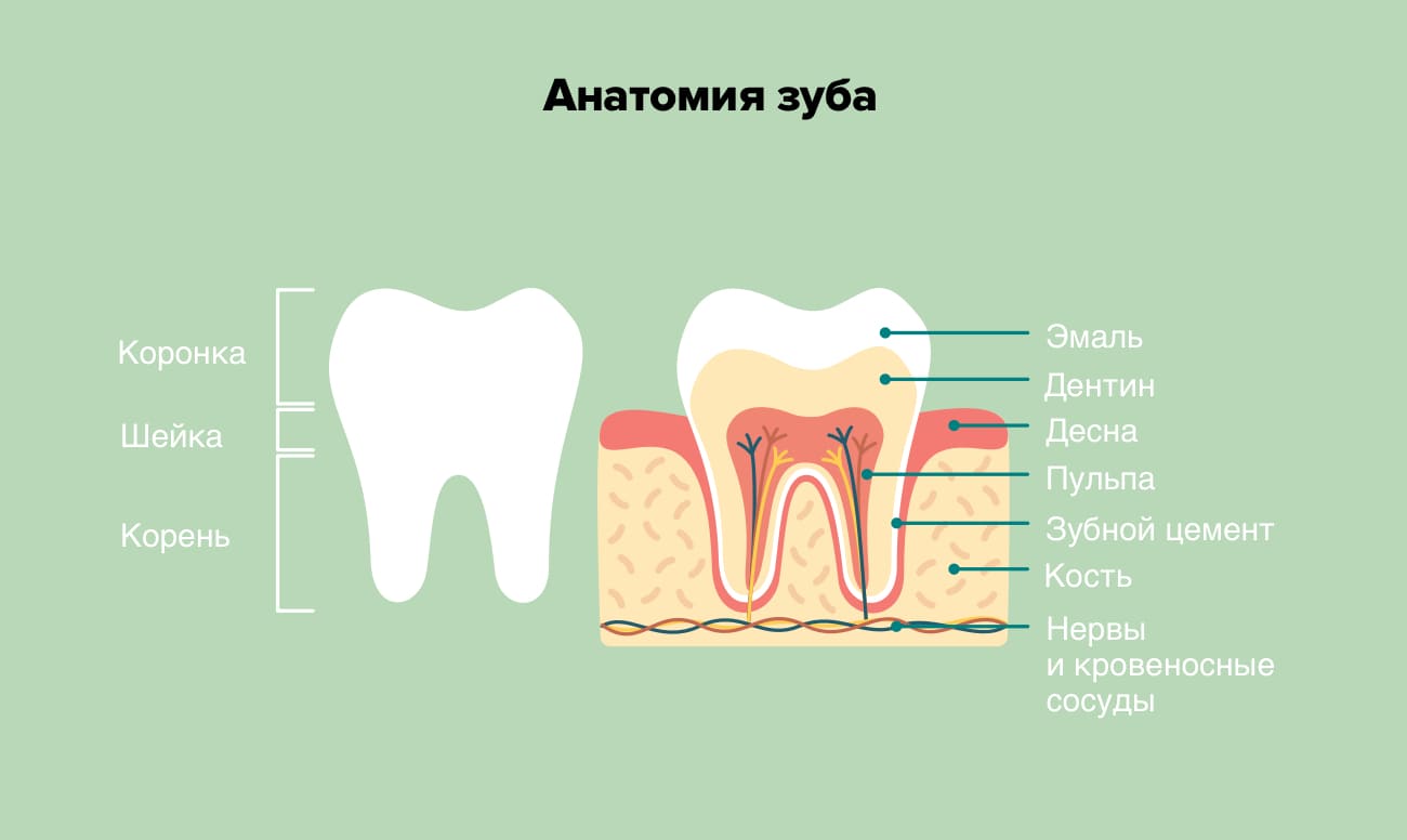 Анатомия зуба в картинках