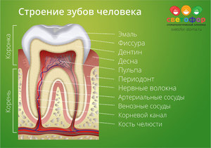 Строение зуба человека