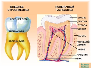 Анатомия зуба человека