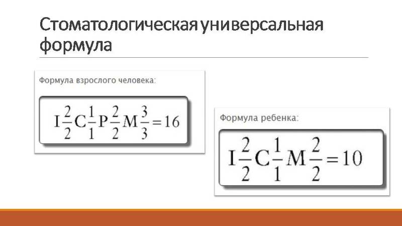 Зубная формула человека схема 