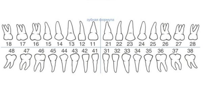Зубная формула у детей 