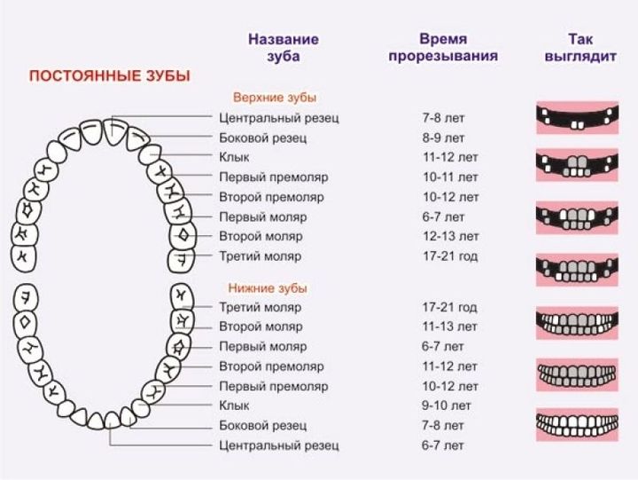 Молочные зубы