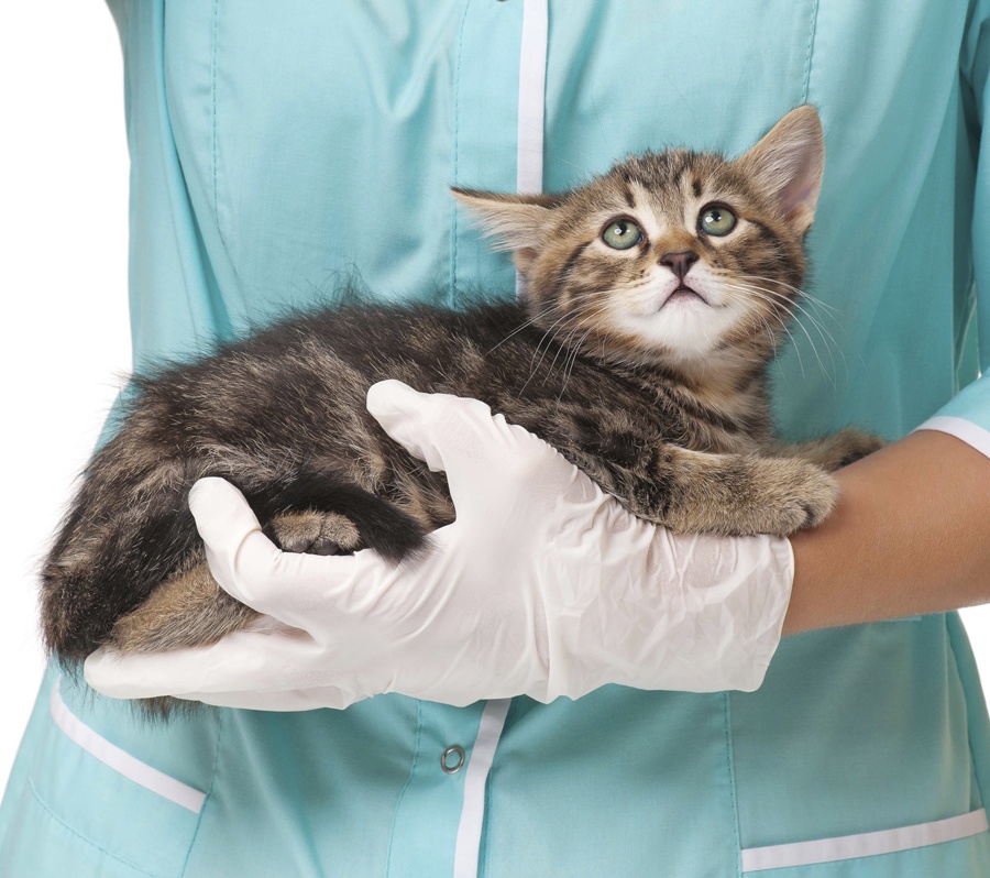 Кошка у ветеринара 